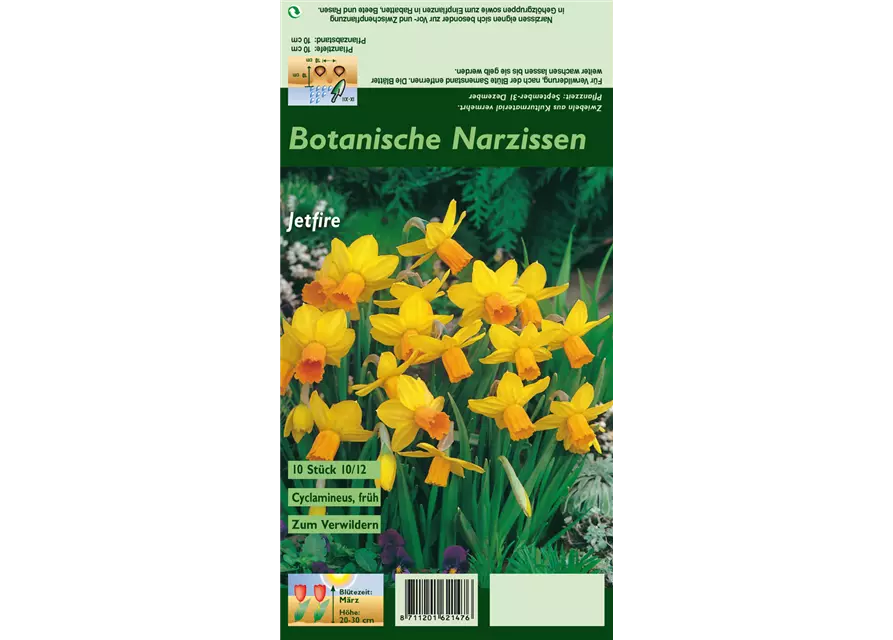 Alpenveilchenartige Garten-Narzisse 'Jetfire'