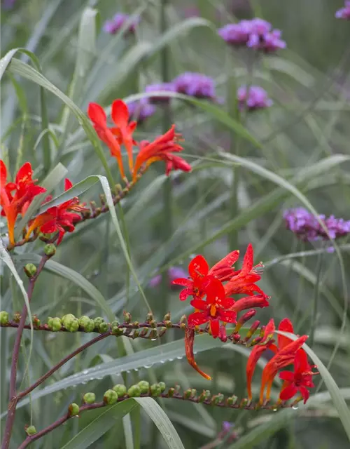 Crocosmia x crocosmiiflora 'Lucifer'