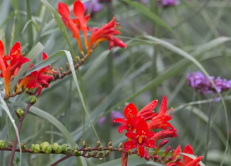 Crocosmia x crocosmiiflora 'Lucifer'