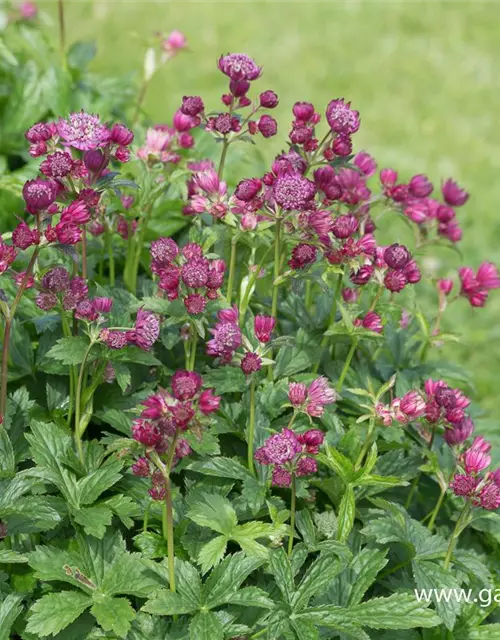 Astrantia major 'Lars'