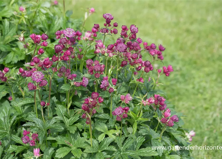 Astrantia major 'Lars'