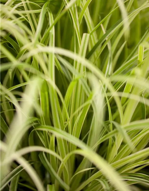 Carex oshimensis 'Evergold'