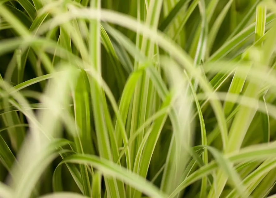 Carex oshimensis 'Evergold'