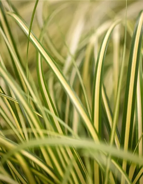 Carex oshimensis 'Evergold'