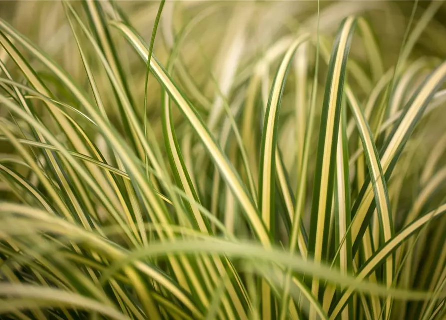 Carex oshimensis 'Evergold'