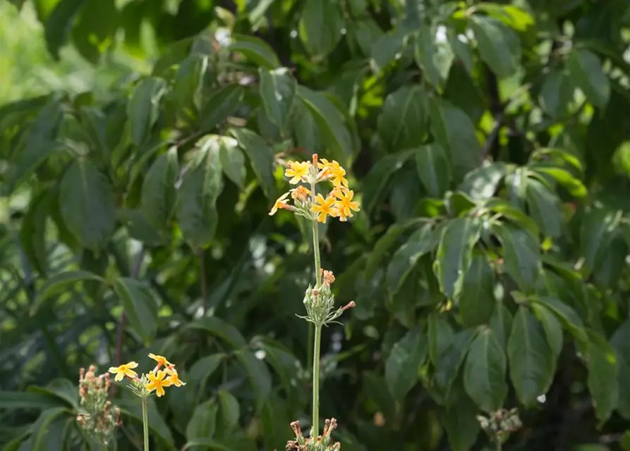 Bulleys Etagen-Schlüsselblume