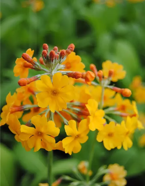 Bulleys Etagen-Schlüsselblume