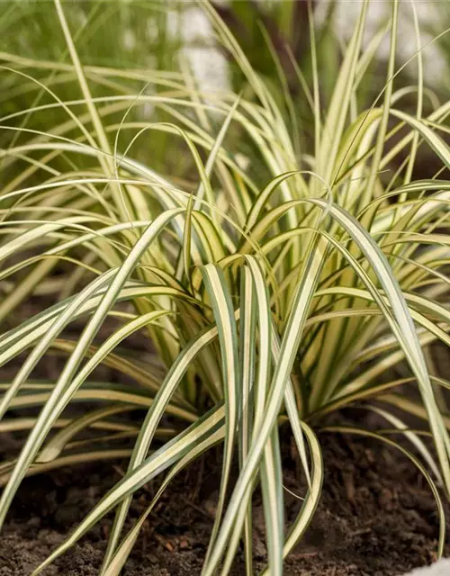 Carex oshimensis 'Evergold'