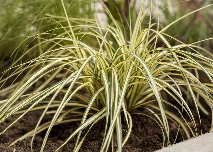 Carex oshimensis 'Evergold'