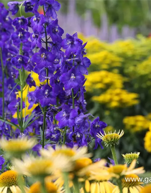 Delphinium x bellad.'Atlantis'