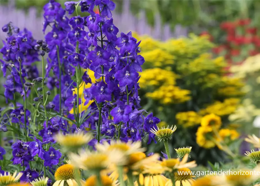 Delphinium x bellad.'Atlantis'