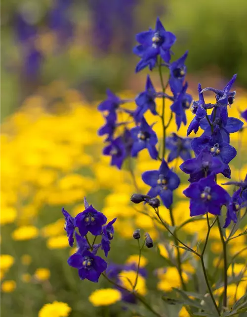 Delphinium x bellad.'Atlantis'