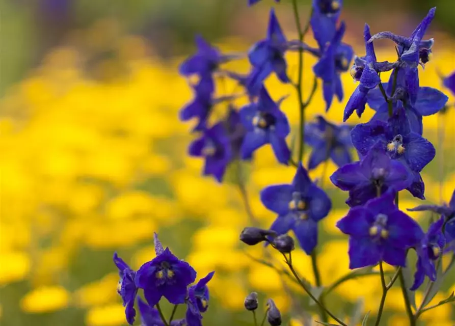 Delphinium x bellad.'Atlantis'