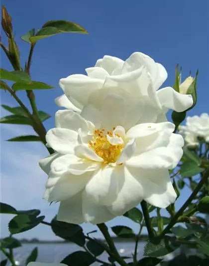 Bodendecker Rose 'Kent'®