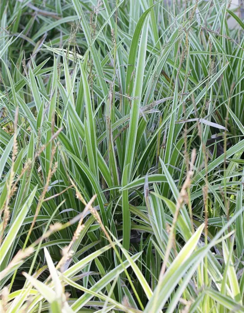 Carex foliosissima 'Icedance'