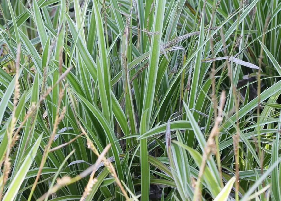 Carex foliosissima 'Icedance'