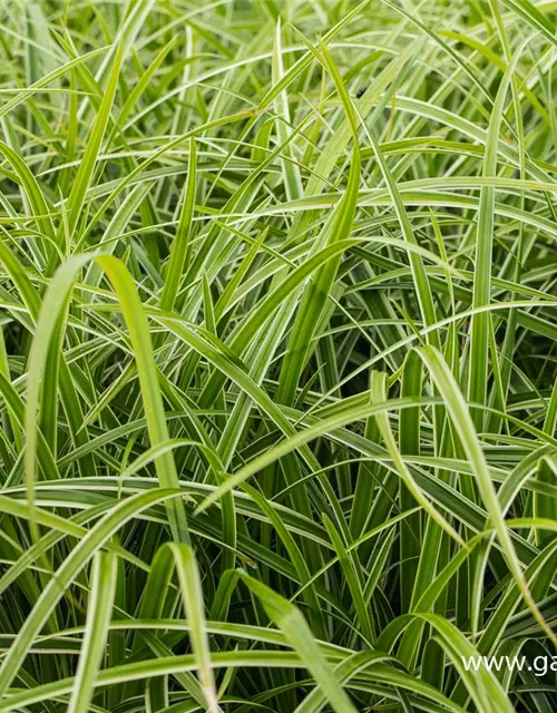 Carex foliosissima 'Icedance'