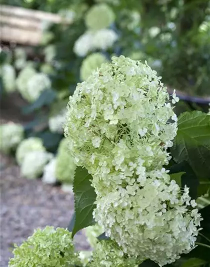 Ballhortensie 'Annabelle'