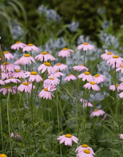 Bunte Garten-Margerite 'Robinsons Rosa'