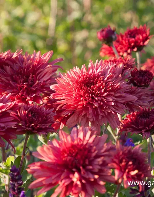 Chrysanthemum x hort.'Pizzicato'