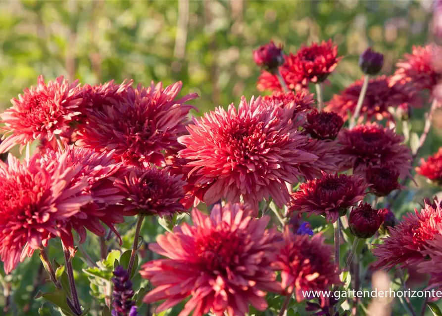 Chrysanthemum x hort.'Pizzicato'