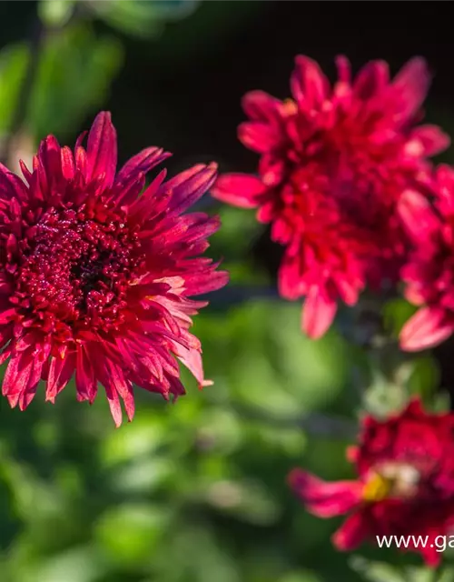 Chrysanthemum x hort.'Pizzicato'