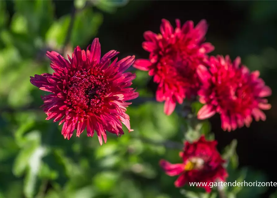 Chrysanthemum x hort.'Pizzicato'