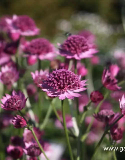 Astrantia major 'Roma' -R-