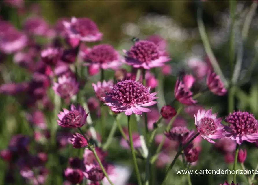 Astrantia major 'Roma' -R-