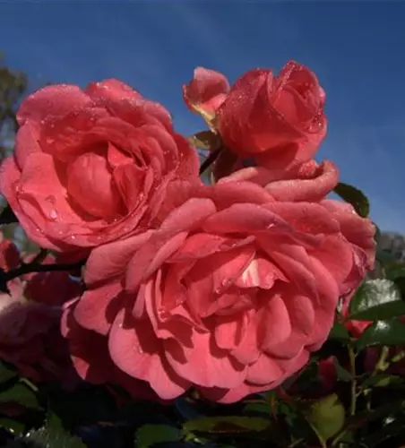 Bodendeckerrose 'Palmengarten Frankfurt'®