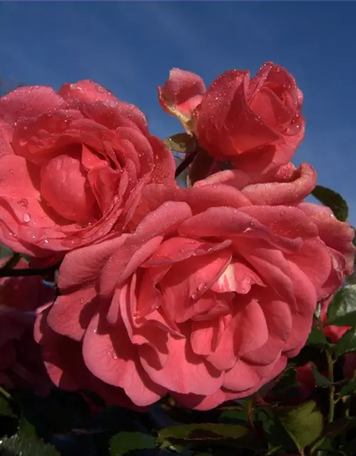 Bodendeckerrose 'Palmengarten Frankfurt'®