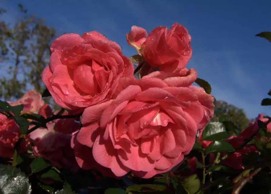 Bodendeckerrose 'Palmengarten Frankfurt'®