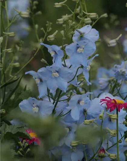 Delphinium x bellad.'Ballkleid'