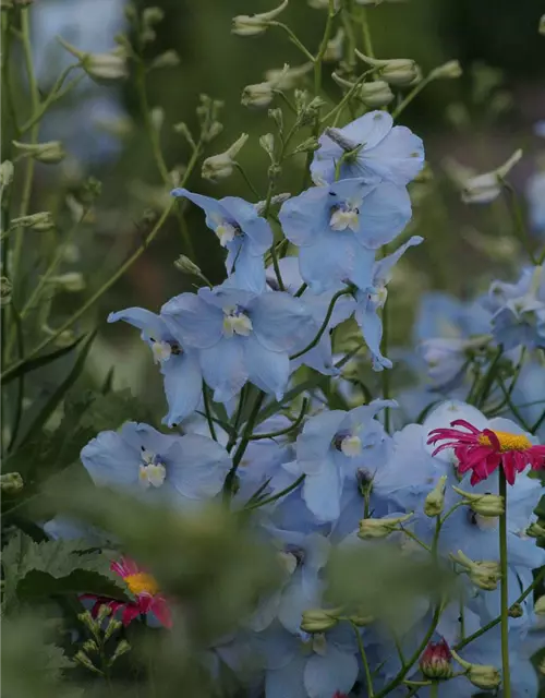 Delphinium x bellad.'Ballkleid'