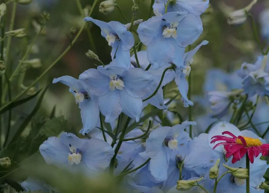 Delphinium x bellad.'Ballkleid'