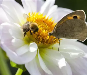 BIENEN UND SCHMETTERLINGE IM GARTEN!