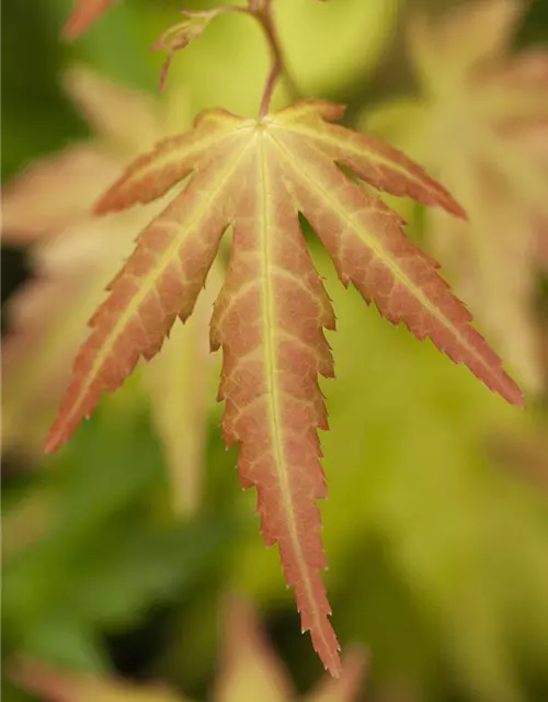 Fächerahorn 'Orange Dream'