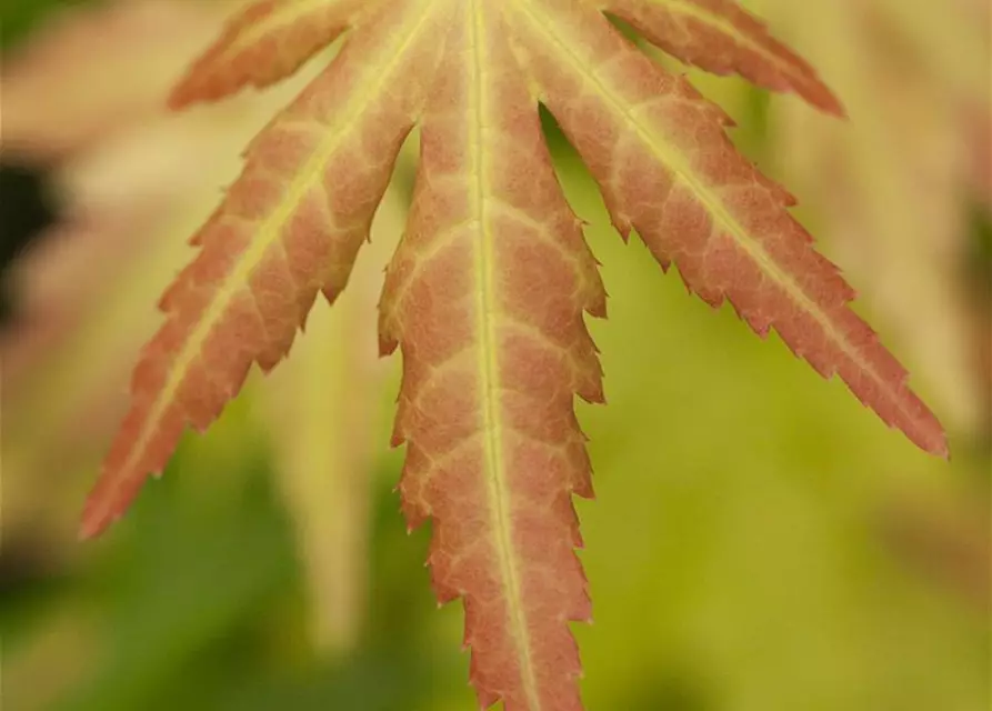 Fächerahorn 'Orange Dream'