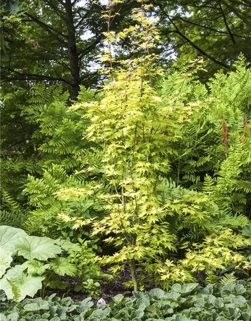 Fächerahorn 'Orange Dream'