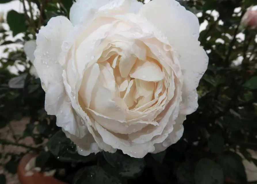 Englische Rose 'Desdemona'®