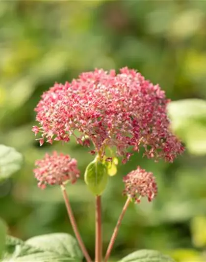 Ballhortensie 'Pink Annabelle'®