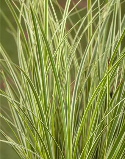 Carex acuta