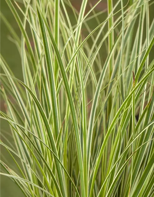 Carex acutiformis