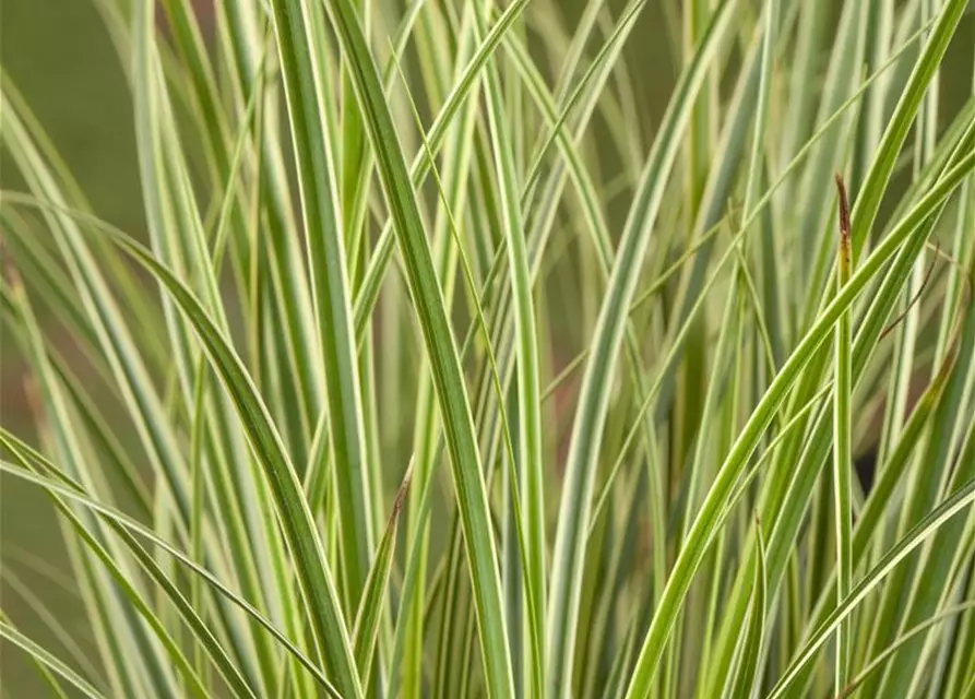 Carex acutiformis