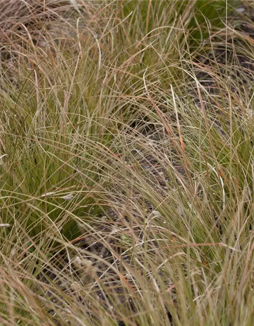 Carex acutiformis