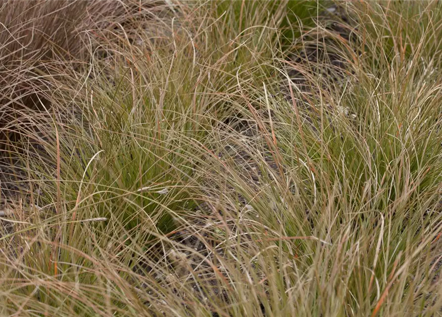 Carex acutiformis