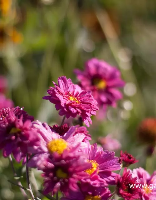 Chrysanthemum x hort.'Herbstkuss'