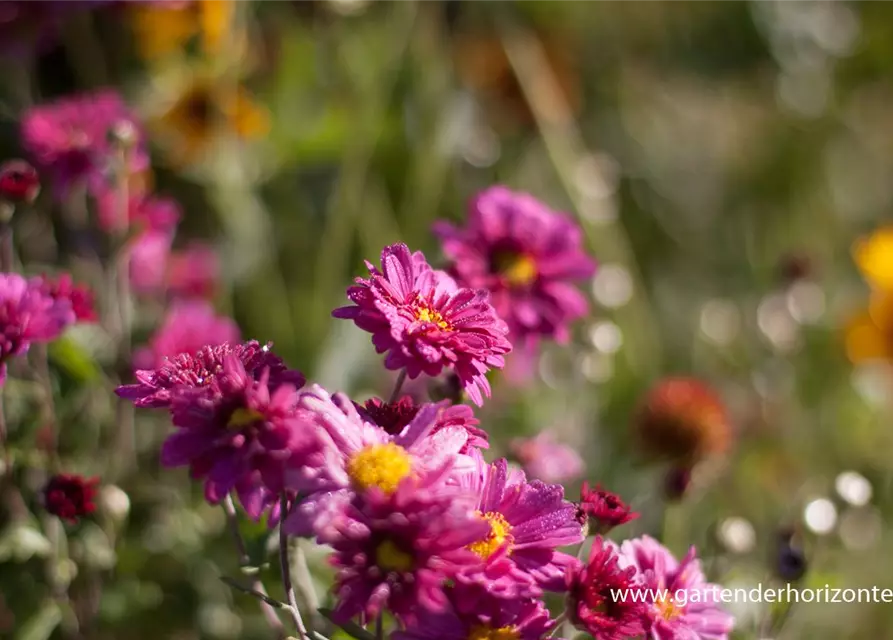 Chrysanthemum x hort.'Herbstkuss'