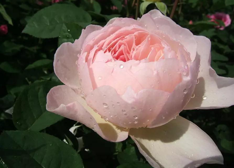 Englische Strauchrose 'Gentle Hermione'®