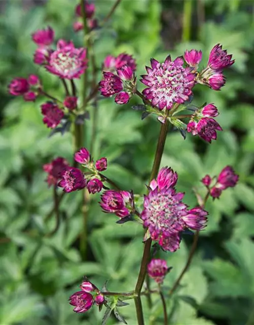 Astrantia major 'Star of Passion' -R-